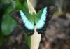Papilio_buddha
