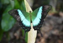 Papilio_buddha