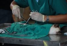 veterinary doctor