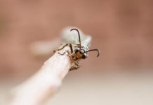 Antlion കുഴിയാന