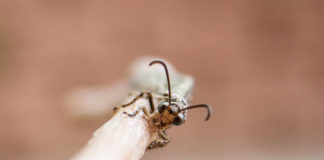 Antlion കുഴിയാന