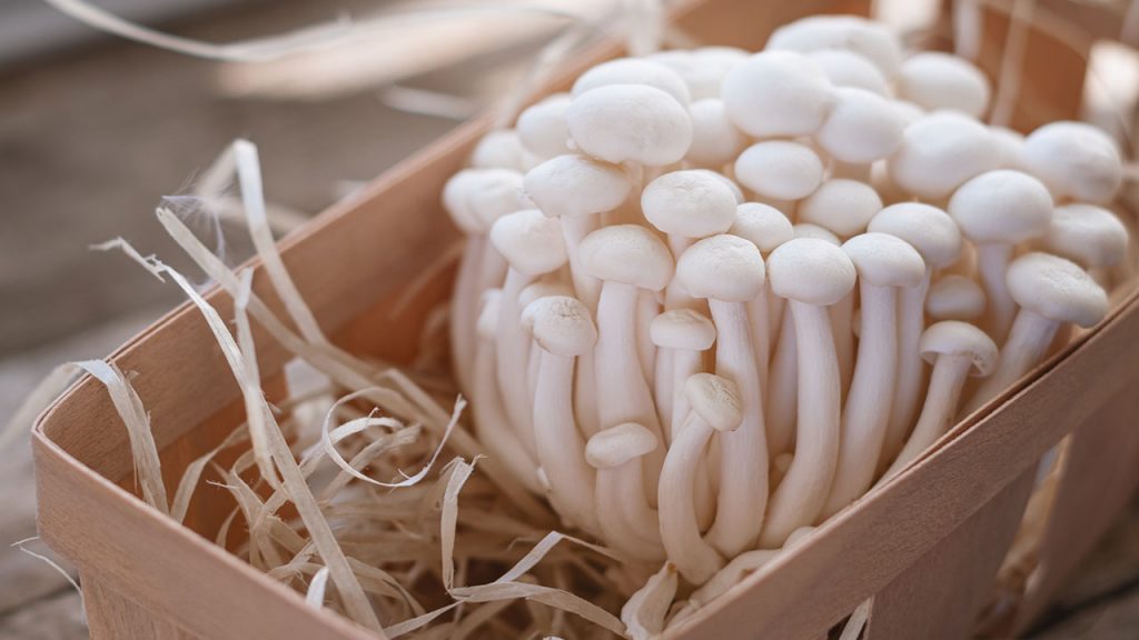 7 businesses that you can-do-from your home in malayalam - Mushroom Cultivation