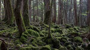 aokigahara forest