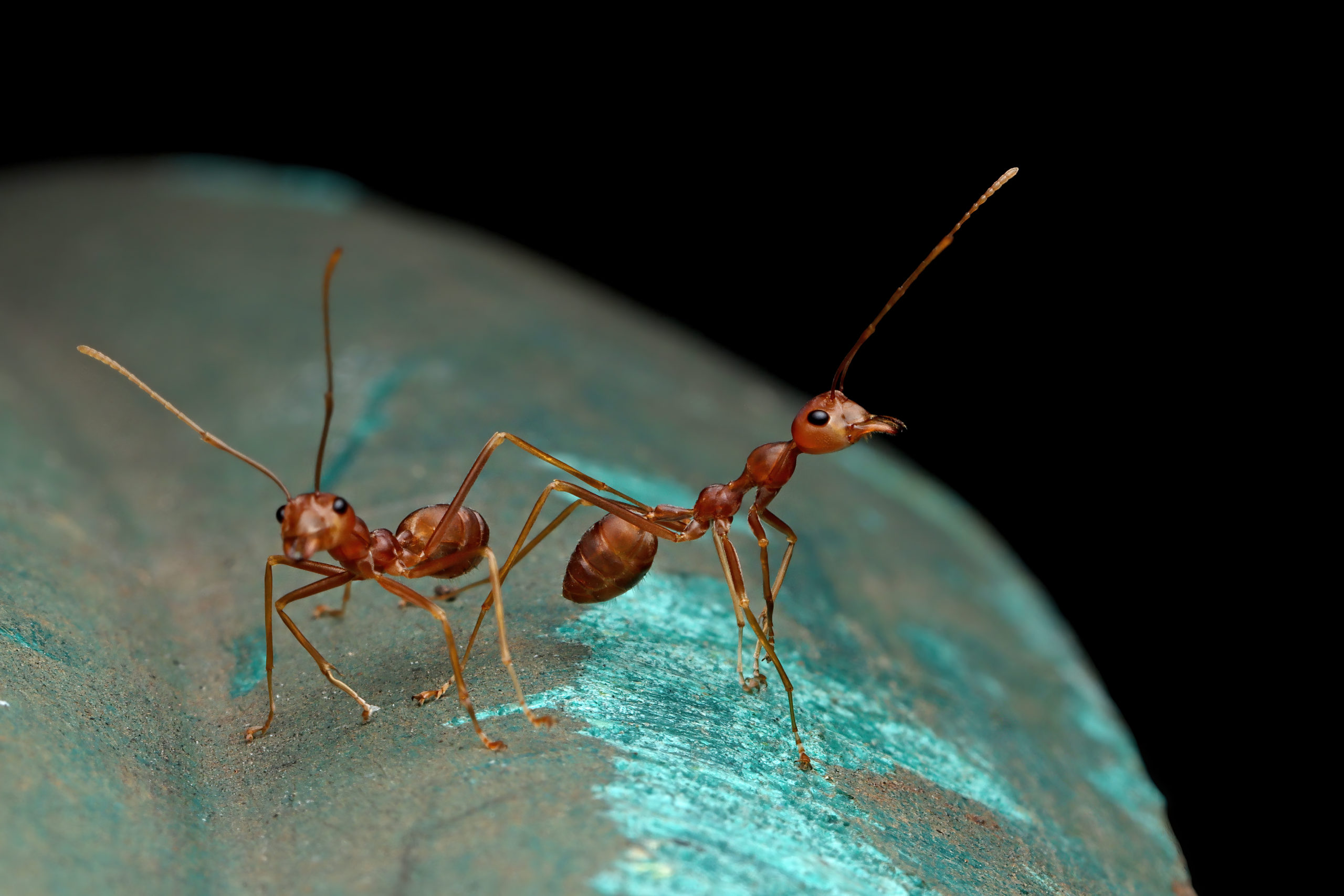 ants in the world