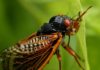 Facts about the loud Cicadas