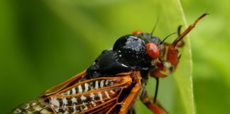 Facts about the loud Cicadas