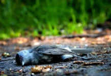 Jatinga the village of birds Suicides