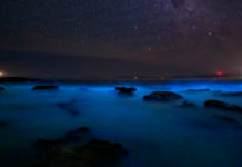 Kavaru, the bioluminescence in kumbalangi