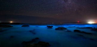 Kavaru, the bioluminescence in kumbalangi