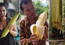 Musa Ingens; Biggest banana tree in the world