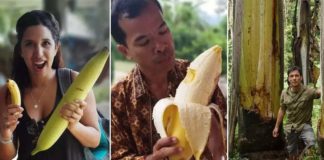 Musa Ingens; Biggest banana tree in the world