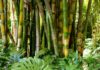World Bamboo Day