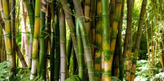 World Bamboo Day