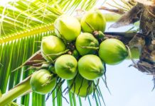 World Coconut Day