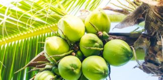 World Coconut Day